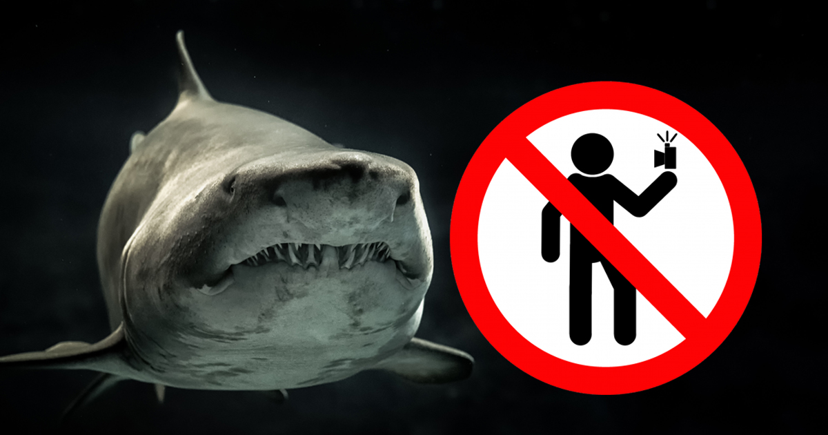 requin danger selfies selfie égoportrait mort by GEORGE DESIPRIS from Pexels